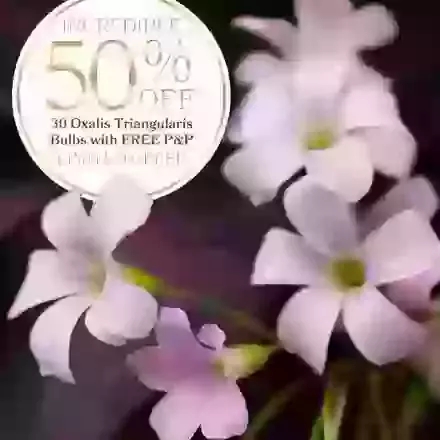 30 Triangularis Purpurea Half Price